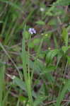 Common blue-eyed grass